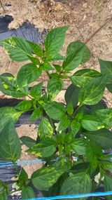 팜모닝 고추·병해충상담 게시글 이미지