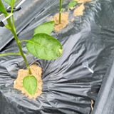 팜모닝 고추·영농일지 게시글 이미지