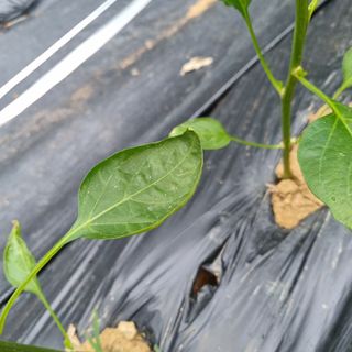 김성각님의 고추 · 영농일지 작성글 사진