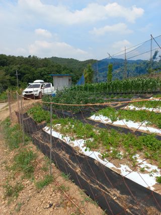 자연그대로님의 기타작물 · 영농일지 작성글 사진