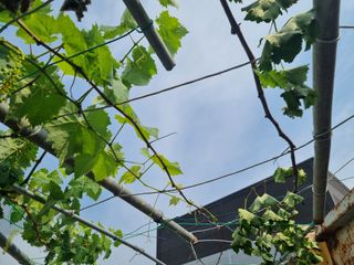 배상환님의 농사, 무엇이든 물어보세요! · 참여글 작성글 사진