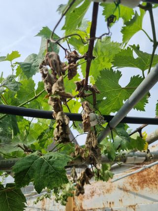 배상환님의 농사, 무엇이든 물어보세요! · 참여글 작성글 사진