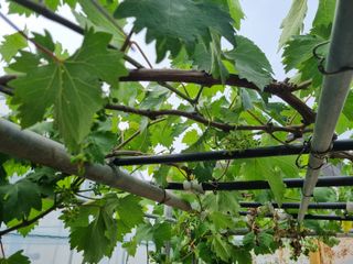 배상환님의 농사, 무엇이든 물어보세요! · 참여글 작성글 사진