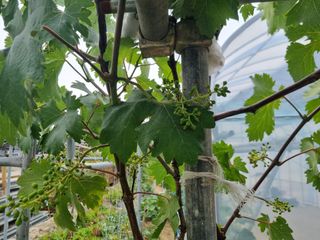 배상환님의 농사, 무엇이든 물어보세요! · 참여글 작성글 사진