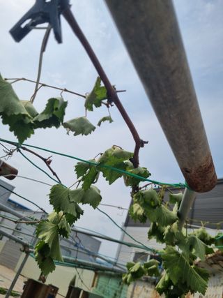 배상환님의 농사, 무엇이든 물어보세요! · 참여글 작성글 사진