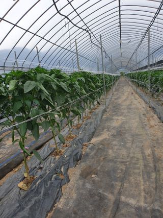 신태상님의 고추 · 영농일지 작성글 사진