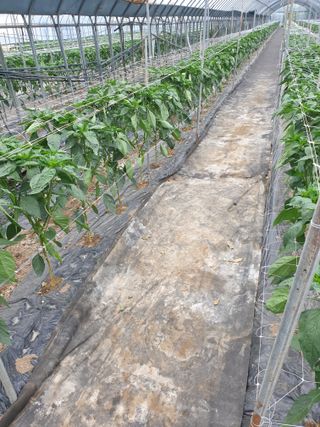 신태상님의 고추 · 영농일지 작성글 사진