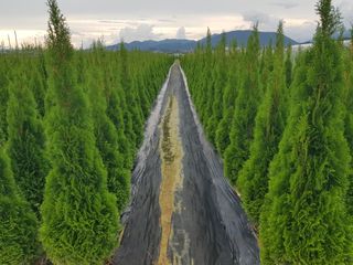 영천경마장조경수농원님의 기타작물 · 영농일지 작성글 사진