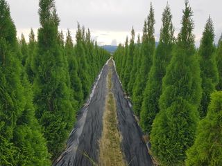 영천경마장조경수농원님의 기타작물 · 영농일지 작성글 사진