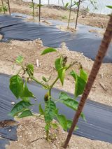 팜모닝 6월 내 작물 자랑하기🌱·참여글 게시글 이미지