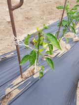 팜모닝 6월 내 작물 자랑하기🌱·참여글 게시글 이미지