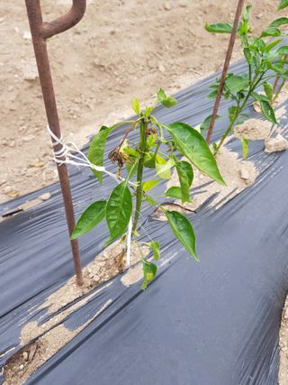 진일환님의 6월 내 작물 자랑하기🌱 · 참여글 작성글 사진