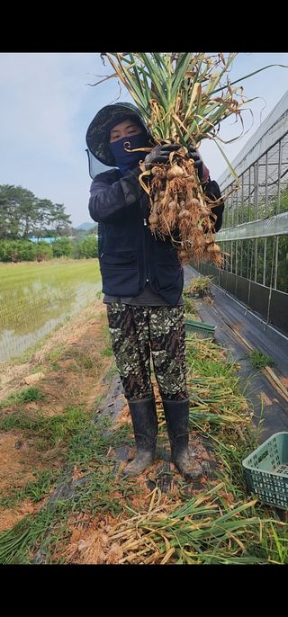 김영준님의 마늘 · 영농일지 작성글 사진