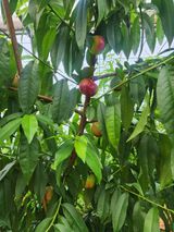 팜모닝 복숭아·영농일지 게시글 이미지