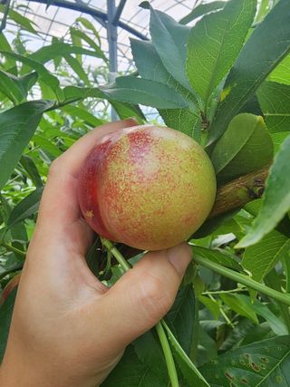 김영준님의 복숭아 · 영농일지 작성글 사진