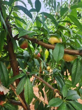 김영준님의 복숭아 · 영농일지 작성글 사진