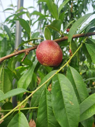 김영준님의 복숭아 · 영농일지 작성글 사진