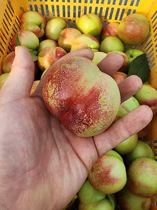 김영준님의 복숭아 · 영농일지 작성글 사진