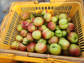 김영준님의 복숭아 · 영농일지 작성글 사진