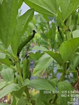 팜모닝 6월 내 작물 자랑하기🌱·참여글 게시글 이미지