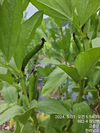 양태문님의 6월 내 작물 자랑하기🌱 · 참여글 작성글 사진