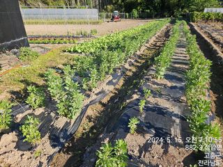 양태문님의 6월 내 작물 자랑하기🌱 · 참여글 작성글 사진