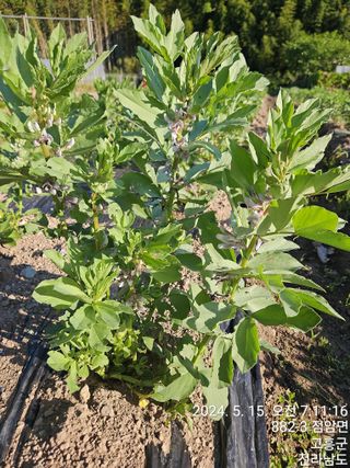 양태문님의 6월 내 작물 자랑하기🌱 · 참여글 작성글 사진