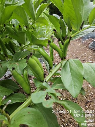 양태문님의 6월 내 작물 자랑하기🌱 · 참여글 작성글 사진