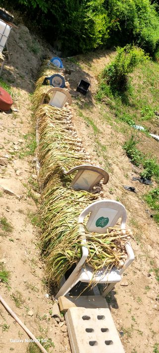 코람데오창조농장님의 마늘 · 영농일지 작성글 사진