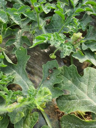 황골농부님의 기타작물 · 병해충상담 작성글 사진