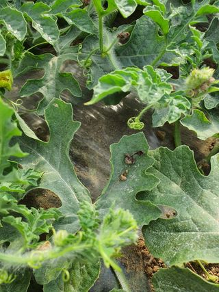 황골농부님의 기타작물 · 병해충상담 작성글 사진