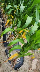 팜모닝 옥수수·병해충상담 게시글 이미지