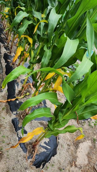 정산님의 옥수수 · 병해충상담 작성글 사진