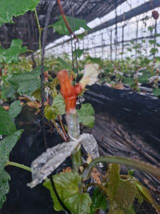 우정농원님의 6월 내 작물 자랑하기🌱 · 참여글 작성글 사진