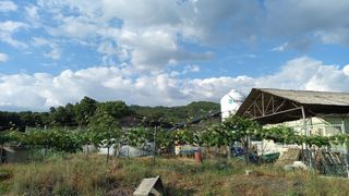 마에스타님의 고추 · 영농일지 작성글 사진