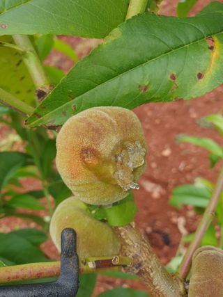 김효진님의 복숭아 · 병해충상담 작성글 사진