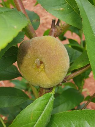 김효진님의 복숭아 · 병해충상담 작성글 사진