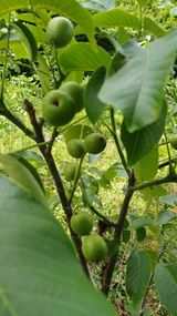 팜모닝 기타작물·영농일지 게시글 이미지