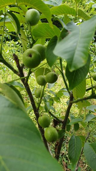까두까두 님의 기타작물 · 영농일지 작성글 사진