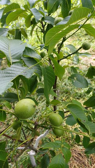 까두까두 님의 기타작물 · 영농일지 작성글 사진