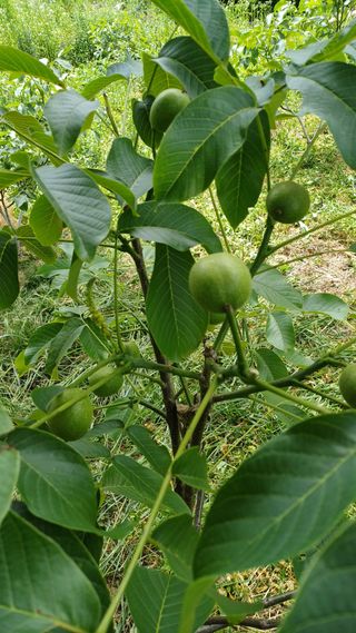 까두까두 님의 기타작물 · 영농일지 작성글 사진