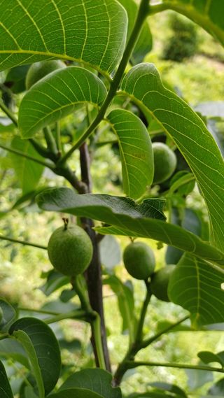 까두까두 님의 기타작물 · 영농일지 작성글 사진