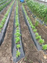 팜모닝 6월 내 작물 자랑하기🌱·참여글 게시글 이미지