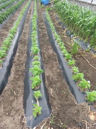 솜이예삐할미님의 6월 내 작물 자랑하기🌱 · 참여글 작성글 사진