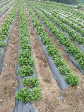 솜이예삐할미님의 6월 내 작물 자랑하기🌱 · 참여글 작성글 사진