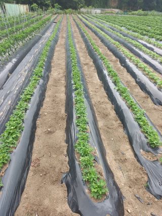 솜이예삐할미님의 6월 내 작물 자랑하기🌱 · 참여글 작성글 사진