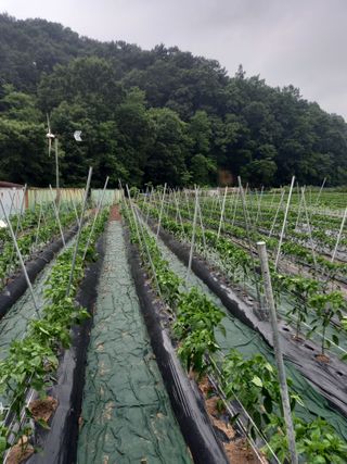 솜이예삐할미님의 6월 내 작물 자랑하기🌱 · 참여글 작성글 사진