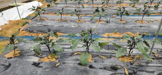 조해봉 님의 기타작물 · 영농일지 작성글 사진