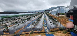 조해봉 님의 기타작물 · 영농일지 작성글 사진