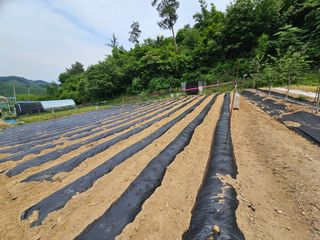 서상진님의 자유주제 · 자유게시판 작성글 사진